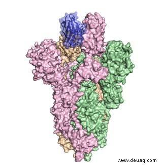 COVID-19:Lama-basierte Antikörperbehandlung „neutralisiert“ das Virus 