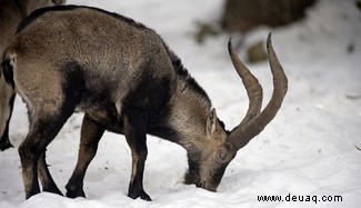 Aussterben:Können wir ausgestorbene Tiere von den Toten zurückbringen? 