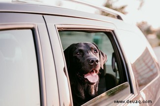 Hunde:„Potenziell gefährliche Temperaturen“ in Autos das ganze Jahr über 