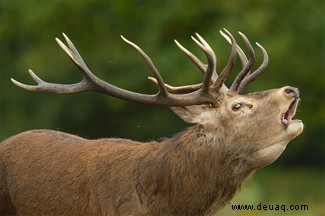 Tiere, die ihre tiefen Stimmen vortäuschen, sind „begabte Geräuschlerner“ 