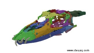 Rätsel gelöst:240 Millionen Jahre altes Reptil mit „außergewöhnlich langem Hals“ lebte im Ozean 