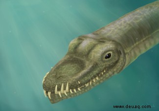 Rätsel gelöst:240 Millionen Jahre altes Reptil mit „außergewöhnlich langem Hals“ lebte im Ozean 