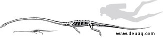 Rätsel gelöst:240 Millionen Jahre altes Reptil mit „außergewöhnlich langem Hals“ lebte im Ozean 
