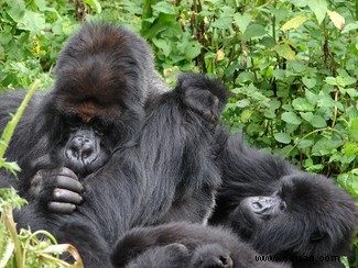 Gorillas:Je größer die Gruppen, desto schwächer die Freundschaften 