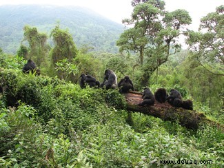Gorillas:Je größer die Gruppen, desto schwächer die Freundschaften 