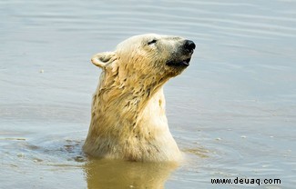 „Aggressive“ Treibhausgaseinsparungen erforderlich, um Eisbären zu retten 