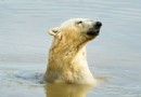 „Aggressive“ Treibhausgaseinsparungen erforderlich, um Eisbären zu retten 
