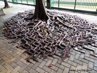 Das Leben findet einen Weg:wenn die Natur verlassene Orte zurückerobert 