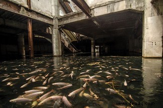 Das Leben findet einen Weg:wenn die Natur verlassene Orte zurückerobert 