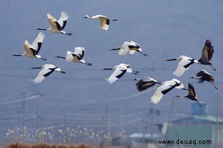 Das Leben findet einen Weg:wenn die Natur verlassene Orte zurückerobert 