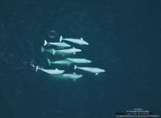Beluga-Wale finden Freunde, genau wie Menschen 