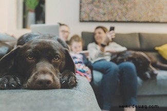 Wie Hunde uns helfen können, länger und gesünder zu leben 