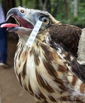 Vögel und Reptilien weinen genauso wie wir 