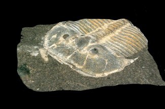 429 Millionen Jahre altes Trilobiten-Augenfossil „fast identisch mit dem moderner Bienen“ 