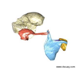 Evolution des Kehlkopfes von Primaten schneller als bei anderen Säugetieren 