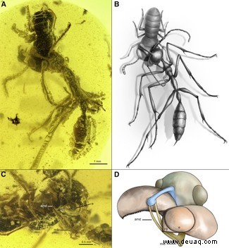 99 Millionen Jahre alter Kampf zwischen der „Höllenameise“ und ihrer in Bernstein konservierten Beute 