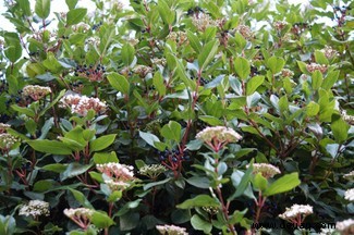 Quelle der schillernden blauen Frucht der Viburnum Tinus-Pflanze entdeckt 