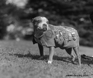 (Ca) neun berühmte Hunde in der Wissenschaftsgeschichte, an die man sich für immer erinnern muss 