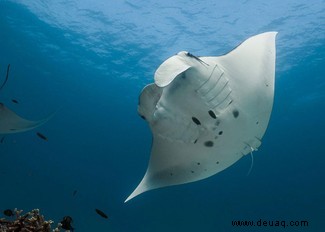 Riffmantarochen nutzen Schutzgebiete langfristig 