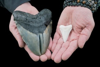 Der prähistorische Megalodon war ein Megahai mit „Flossen so groß wie ein ganzer erwachsener Mensch“ 