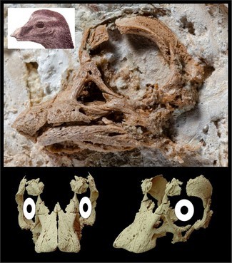 Versteinerter Dinosaurier-Schädel enthüllt entzückendes Aussehen von Baby-Sauropoden 