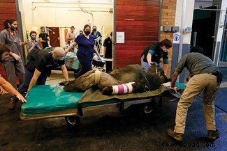 Südafrikanische Tierärzte führen einen CT-Scan eines 210 kg schweren Gorillas durch 