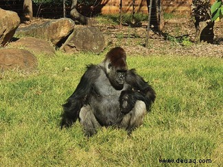 Südafrikanische Tierärzte führen einen CT-Scan eines 210 kg schweren Gorillas durch 