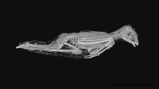 Mumifizierte Tiere 2.000 Jahre nach dem Tod 3D-gescannt 