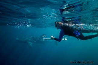 Die größten Fische der Welt sind weiblich 