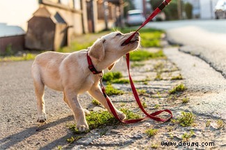 Neun Dinge, die Sie laut Wissenschaft nicht über Hunde wussten 