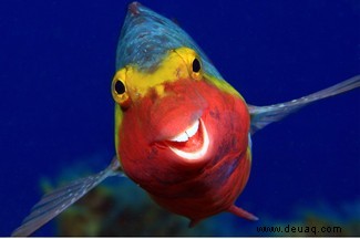 Der grinsende Papageienfisch gewinnt die Comedy Wildlife Photography Awards 2020 