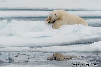 Der grinsende Papageienfisch gewinnt die Comedy Wildlife Photography Awards 2020 