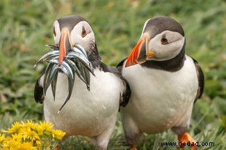 Der grinsende Papageienfisch gewinnt die Comedy Wildlife Photography Awards 2020 