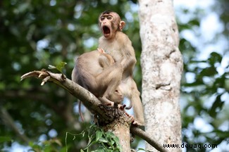 Der grinsende Papageienfisch gewinnt die Comedy Wildlife Photography Awards 2020 