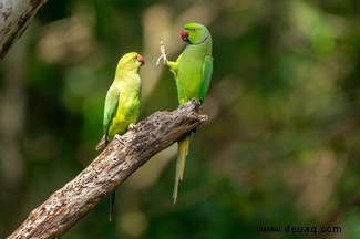 Der grinsende Papageienfisch gewinnt die Comedy Wildlife Photography Awards 2020 