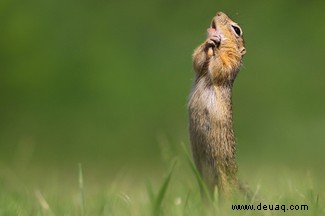 Der grinsende Papageienfisch gewinnt die Comedy Wildlife Photography Awards 2020 