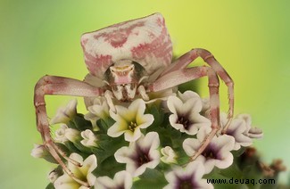 Boxing Weevil erhält den besten Käfer-Fotografie-Preis 