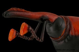 Boxing Weevil erhält den besten Käfer-Fotografie-Preis 