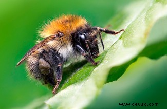 Boxing Weevil erhält den besten Käfer-Fotografie-Preis 