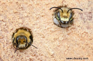 Boxing Weevil erhält den besten Käfer-Fotografie-Preis 