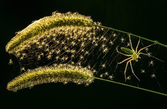 Boxing Weevil erhält den besten Käfer-Fotografie-Preis 