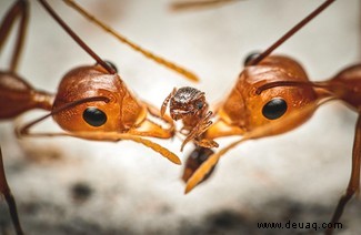 Boxing Weevil erhält den besten Käfer-Fotografie-Preis 