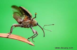 Boxing Weevil erhält den besten Käfer-Fotografie-Preis 