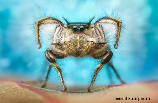 Boxing Weevil erhält den besten Käfer-Fotografie-Preis 