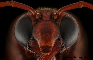 Boxing Weevil erhält den besten Käfer-Fotografie-Preis 