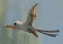 Fledermausflügel-Dinosaurier konnten nur „ungeschickt zwischen den Bäumen gleiten“ 