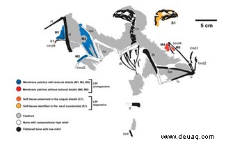 Fledermausflügel-Dinosaurier konnten nur „ungeschickt zwischen den Bäumen gleiten“ 