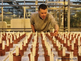 Den Roten Planeten grün machen:Wie wir auf dem Mars Getreide anbauen werden 