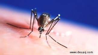 Wissenschaftler entdecken, was Mücken Blut so schmackhaft macht 