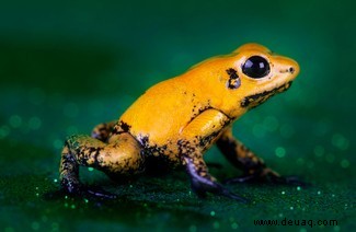 Ziemlich tödlich:Die schönsten, aber gefährlichsten Kreaturen der Welt 